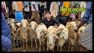 Bangalore chandapura goat and sheep market full detail video with prices