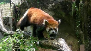 雨の日のレッサーパンダ「ルンルン」（多摩動物公園2013）Red panda in rainy day