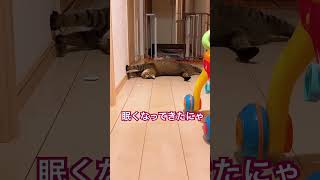 ご飯待ちのらぁちゃま❤️#猫のいる暮らし #猫 #猫耳 #猫動画 #ねこ #うるま市 #shorts #ショート動画 #猫の日常