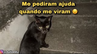 Os gatos da quebrada !