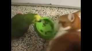 The parrot tease the Cat papegojan retas med katte