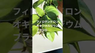 観葉植物日記　フィロデンドロン　ブラジル　2022年4月24日