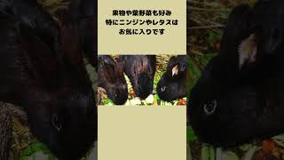 野生のウサギは何を食べる？#雑学 #shorts  #うさぎ #動物 #animals #野生動物