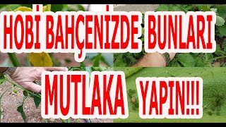 HOBİ BAHÇENİZDE BUNLARI MUTLAKA YAPIN. DAHA ÇOK VERİM ALIN!