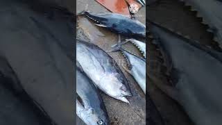 சூரை மீன்ல எவ்வளவு பயன்கள் பாத்தீங்களா? Tuna fish advantages #fish #fishing #seafood #tunafish #sea