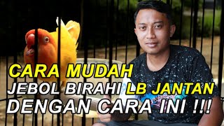 EKSPERIMEN KONSLET | PROSES LOVEBIRD JANTAN SAMPAI JEBOL DENGAN CARA INI