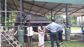 Muthu Raja, A Tusk Elephant King, is Ready to Return to his Homeland