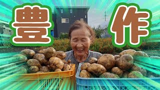 【農家】91歳おばあちゃん、孫とジャガイモ掘り！ ＃40