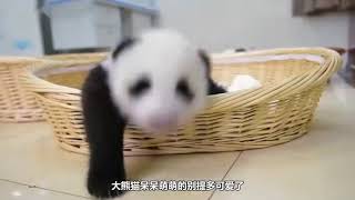 travel | 旅行 | 熊猫 | Panda | 可爱 |【大熊猫】唯一一只被国外退回来的可爱国宝