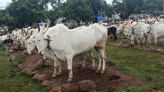 ಕೆರೂರು ದನಗಳ ಸಂತೆ  kerur weekly cattle market,bagalkot district karnataka