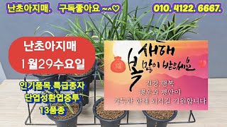 1월29수요일.연등.단심.단엽성 환엽중투호 .대대로공명닮은황복륜호.무명두화