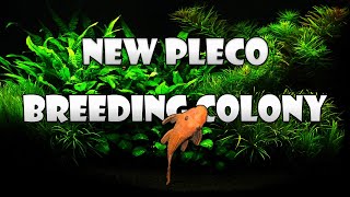 New Pleco Colony! Unboxing Our Breeding Colony