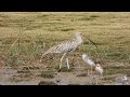 eurasian curlew migratory species i birds of andamans natureatthebest