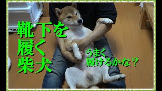 【柴犬】初めての靴下！肉球を触られるのが嫌いな柴犬に靴下を履かせたら、衝撃の結末となったよ！