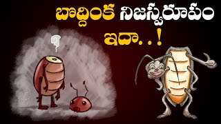 బొద్దింక గురించి తెలియని నిజాలు | Unknown Facts about cockroach | Voice of Bhavana