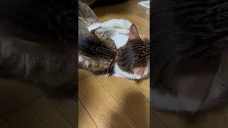 【霧吹きが近くになかった】噛みつき猫へのカウンター#shorts