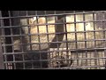 2021.1.9 宇都宮動物園☆ホワイトライオンのステルクくんとアルマルちゃん