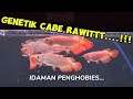 GENETIK CABE RAWITTT...‼️ IDAMAN PENGHOBIES...