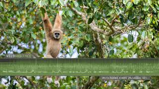 Gibbon Sounds - White-handed Gibbon song \u0026 calls