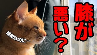 【動物整体】膝蓋骨脱臼を予防する自宅で簡単セルフケア整体のやり方