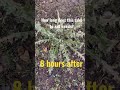 How long does it take to kill weeds? #lawn #roundup #backinblack #lawncare