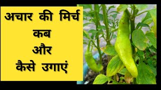 194- When \u0026 How to Grow Chili Plant / मिर्च का पौधा कब, कैसे उगाए / Chili for Pickle / अचार की मिर्च