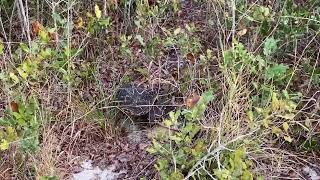 Two Eastern Diamondback Rattlesnakes At Once! - Wild Encounter in Central Florida