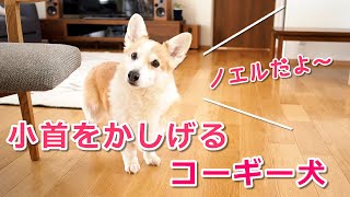 小首をかしげるコーギー