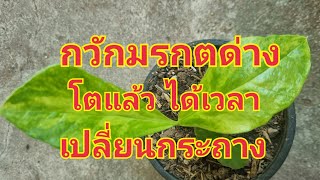 กวักมรกตด่าง เปลี่ยนกระถางและดินสูตรต้นไม้ด่าง #กวักมรกต #กวักมรกตด่าง #ดินปลูก #กาบมะพร้าวสับ