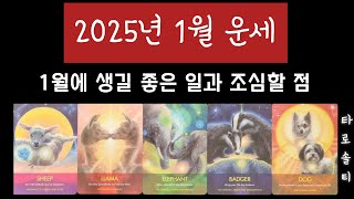 [타로카드/종합운] 2025년 1월 운세 타로 (+1월에 생길 좋은 일과 조심해야 할 일)