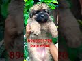 6500 രൂപ മാത്രം നല്ലൊരു german shepherd female puppy