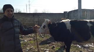 SALYAN heyvan bazarı🐂🐏ALLAH YAXŞI QARDAŞLARIN DOSTLARIN CANIN SAĞ ELƏSİN..DOĞURDAN YAXŞI YAXŞIDI.!