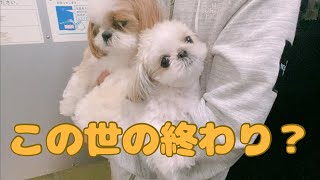 【シーズー】初めての精米所で借りてきた猫になるシーズー犬