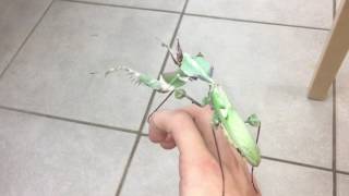 Giant Devil Mantis - Idolomantis diabolica