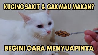 Cara Menyuapi Kucing Sakit Atau Tidak Mau Makan