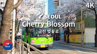 🌸🚲 Seoul Geumcheon Beotkkot-ro  - 2023 Seoul Cherry Blossom l 서울 금천 벚꽃로 자전거 - 서울 벚꽃 명소