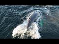 Entangled humpback whale rescued off B.C. coast