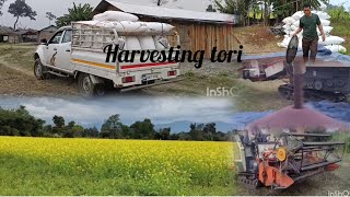 #Harvesting of Mustard seeds | sarson ki kataii ka season....