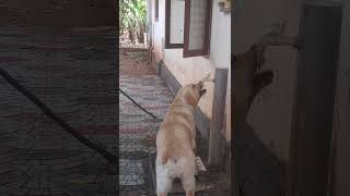 Labrador retriever drinking water #shortvideo #shortsvideo #kerala #shorts #doglover #labrador #dog