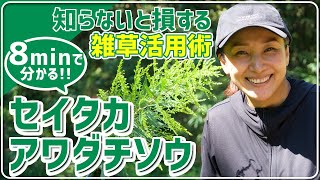 【セイタカアワダチソウ】8分で分かる！「セイタカアワダチソウ」の効能/活用法解説【雑草活用術】