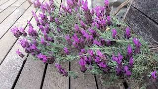 Lavandula Stoechas