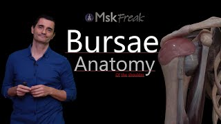 ANATOMY OF THE BURSAE OF THE SHOULDER (PART I)