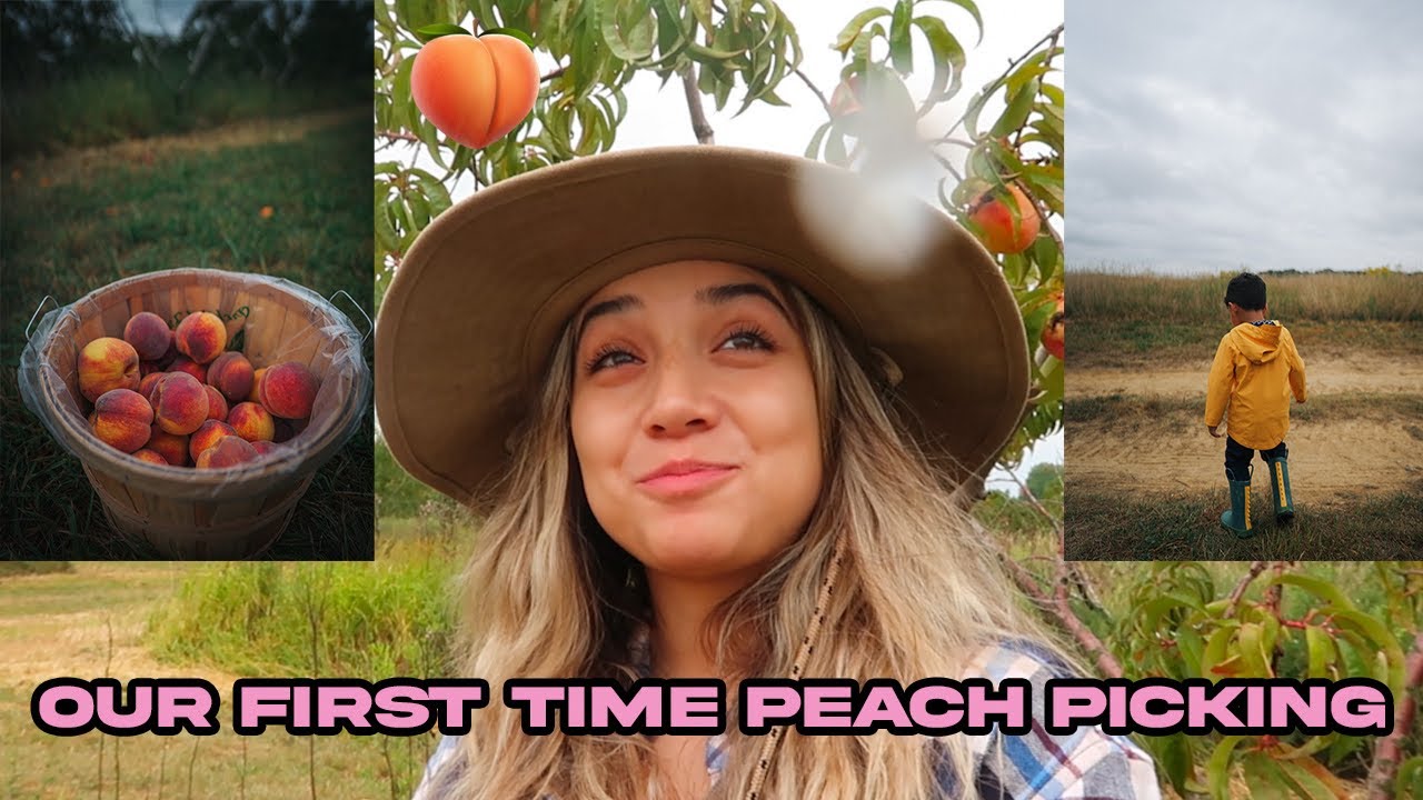 Our First Time Peach Picking Youtube