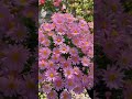 marguerite daisy flowers. daisy flowergarden amazing