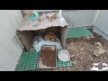 3天前狗肉车上救的狗妈妈生孩子了，真庆幸救的及时，挽救4条生命 dog rescue in china 20220328