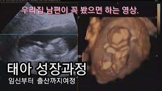 태아성장과정|임신부터 출산까지|조리원|찐이야기♡