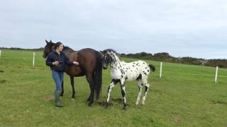 Simply Irresistible, Leopard spotted filly by Palousa San Sebastian