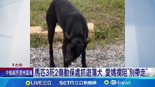 遊蕩犬攻擊馬場3死2傷! 動保處捕捉遭\