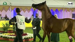 N 287 RAZI AL KHALEDIAH   King Abdulaziz Arabian Horse Center Show 2021   Stallions 10+ Years Old Cl