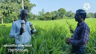 अद्रक सड शेतकरी मनोगत